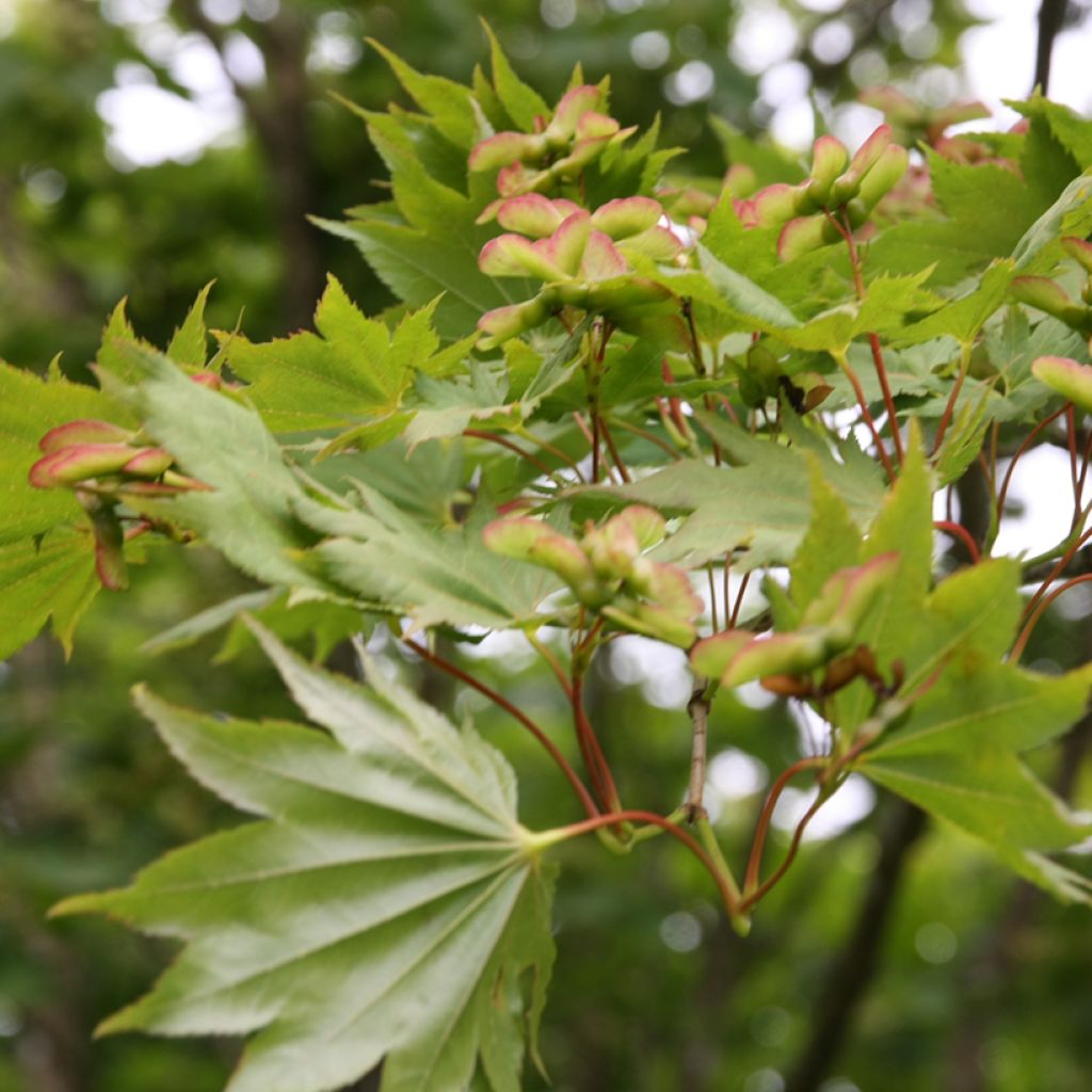 Acer shirasawanum Aureum - Acero giapponese