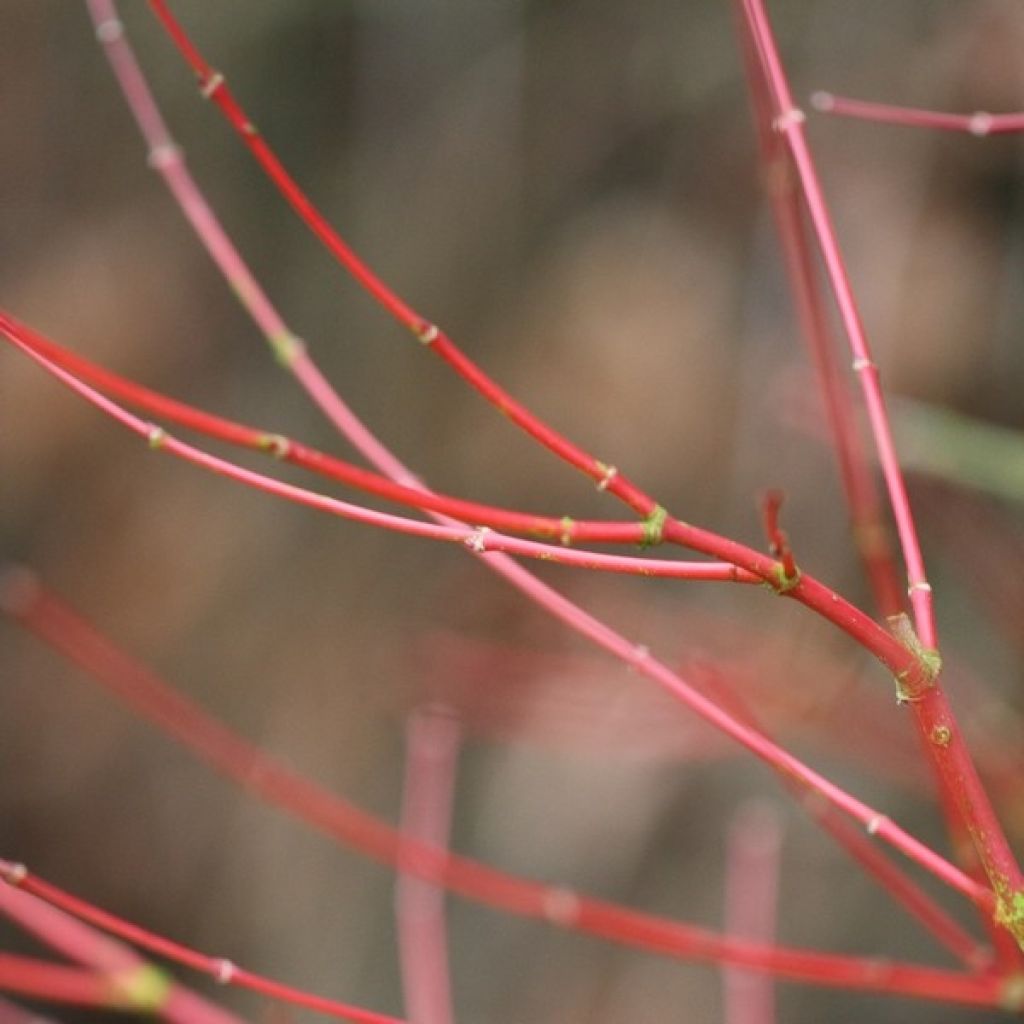 Acer palmatum Sangokaku - Acero giapponese