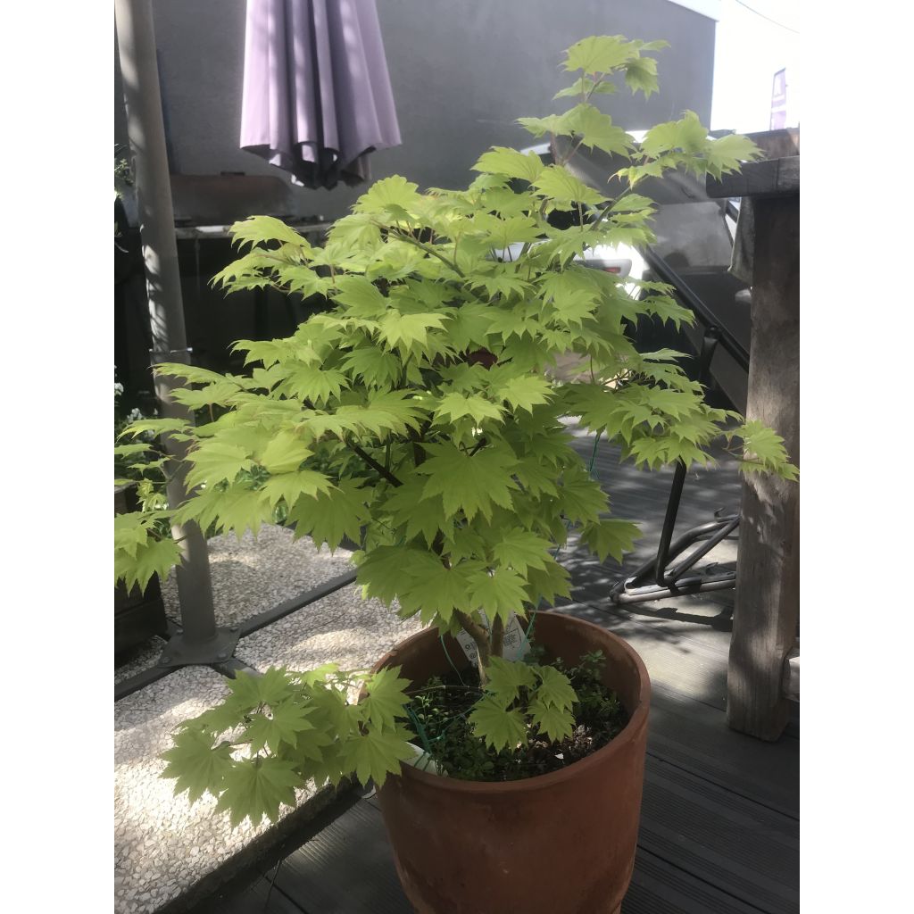 Acer shirasawanum Aureum - Acero giapponese