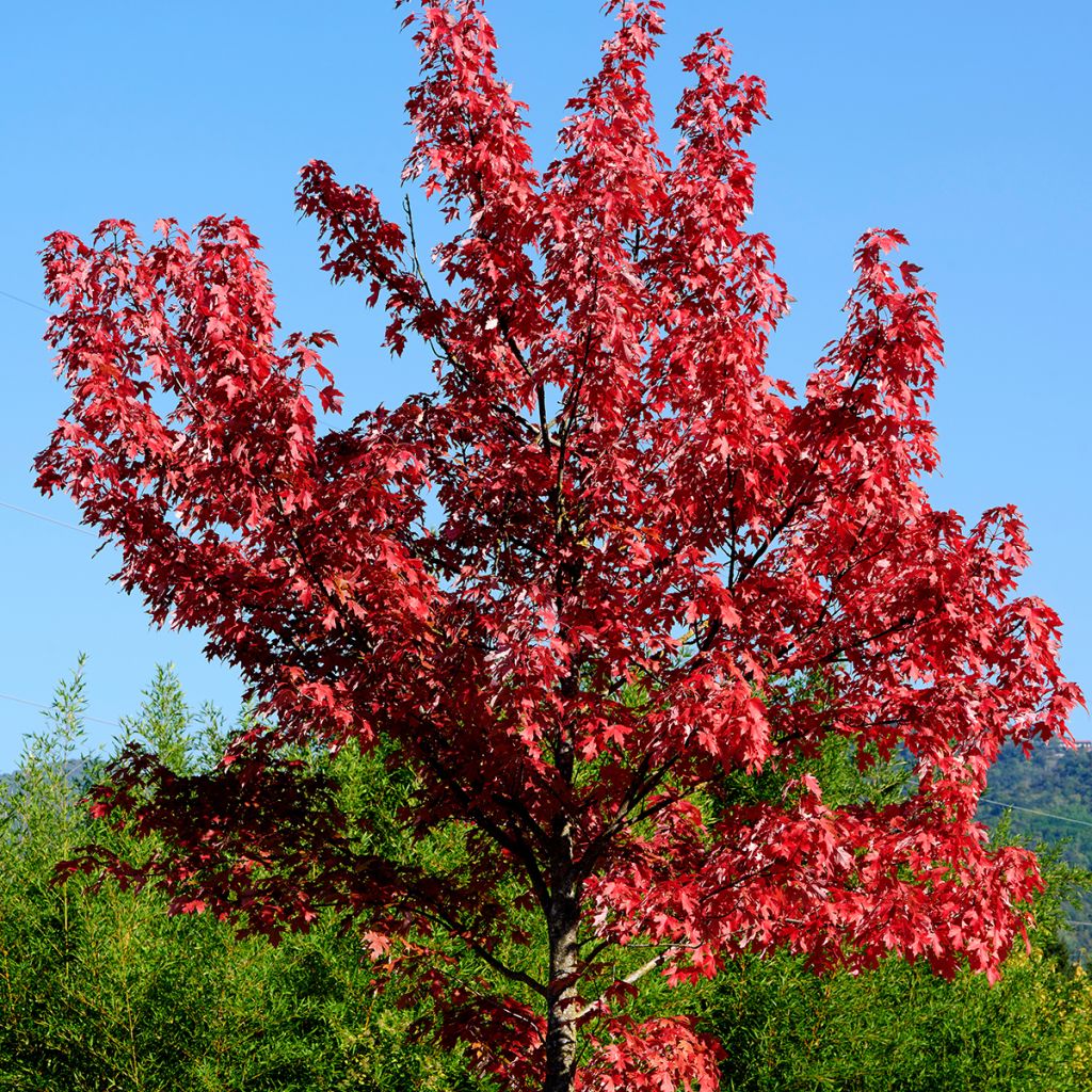 Acer rubrum - Acero Rosso