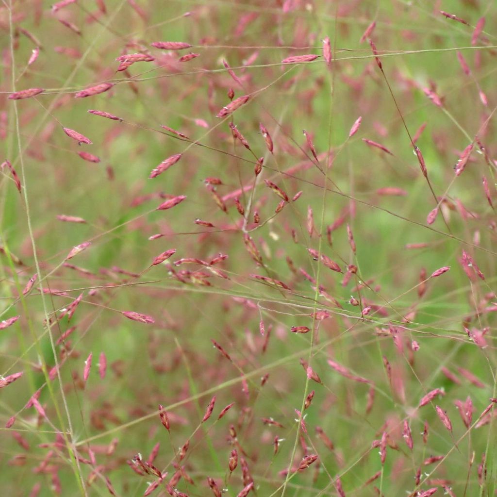 Eragrostis spectabilis