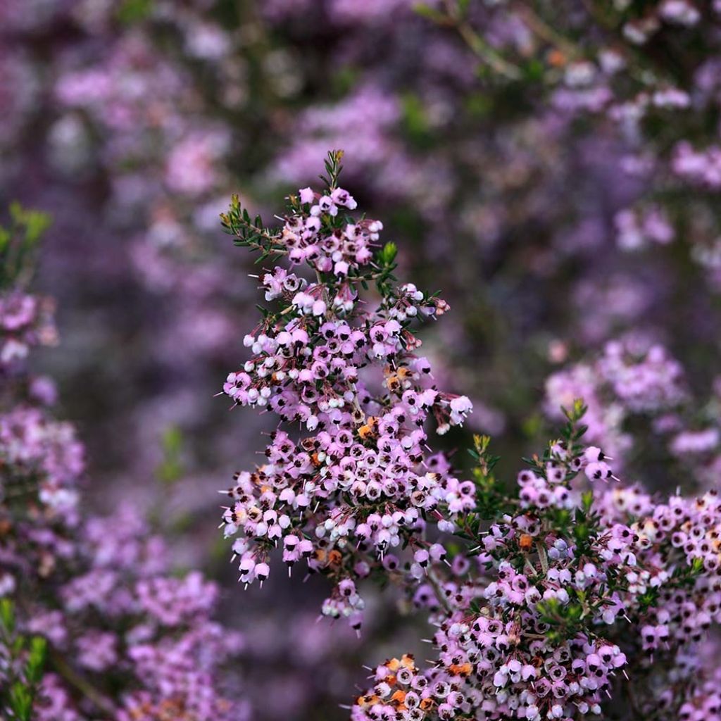 Erica canaliculata