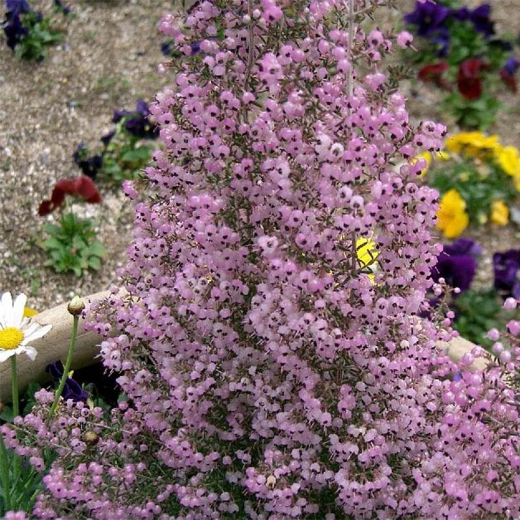 Erica canaliculata