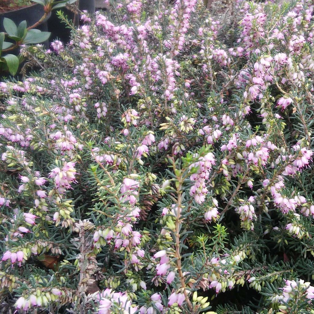 Erica darleyensis Darley Dale