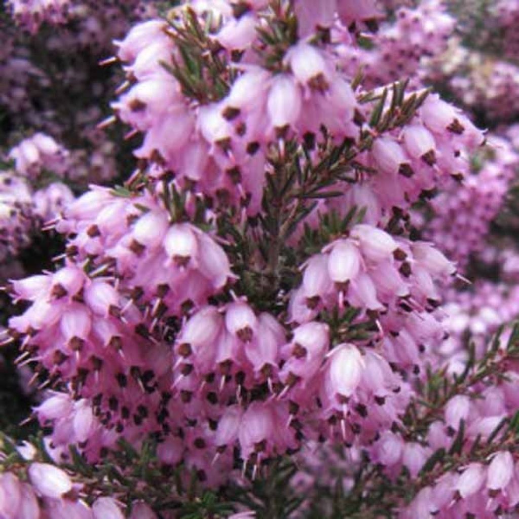 Erica darleyensis Spring Surprise