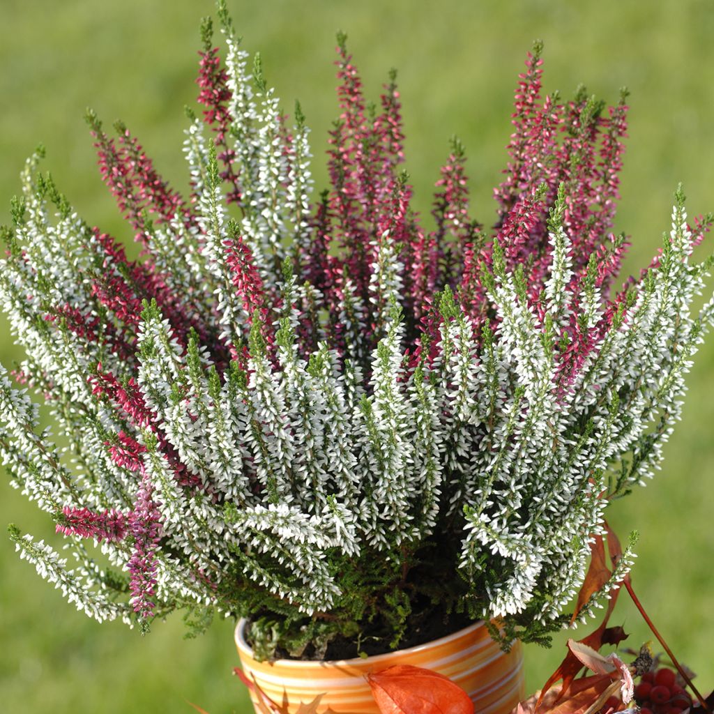 Erica darleyensis Trio