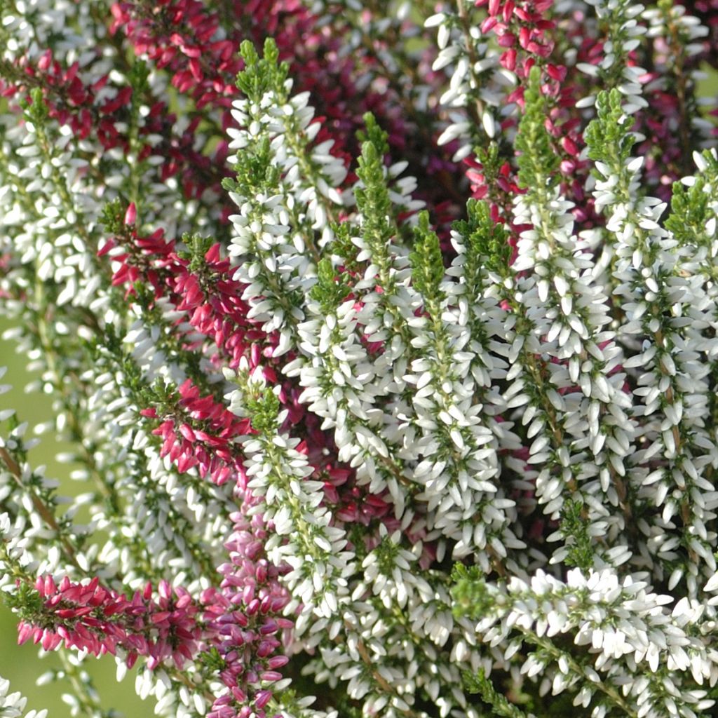 Erica darleyensis Trio