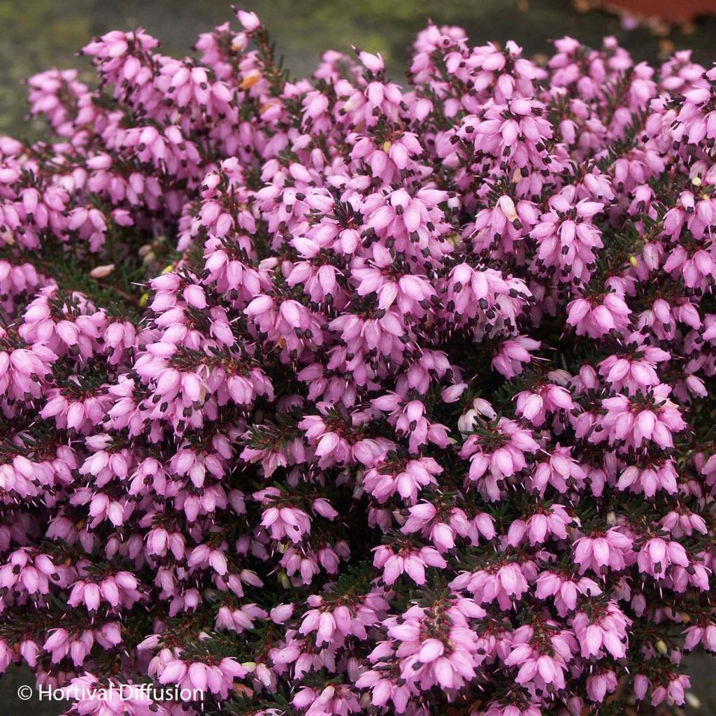 Erica darleyensis Tyann