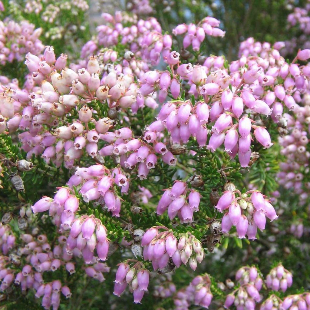 Erica terminalis