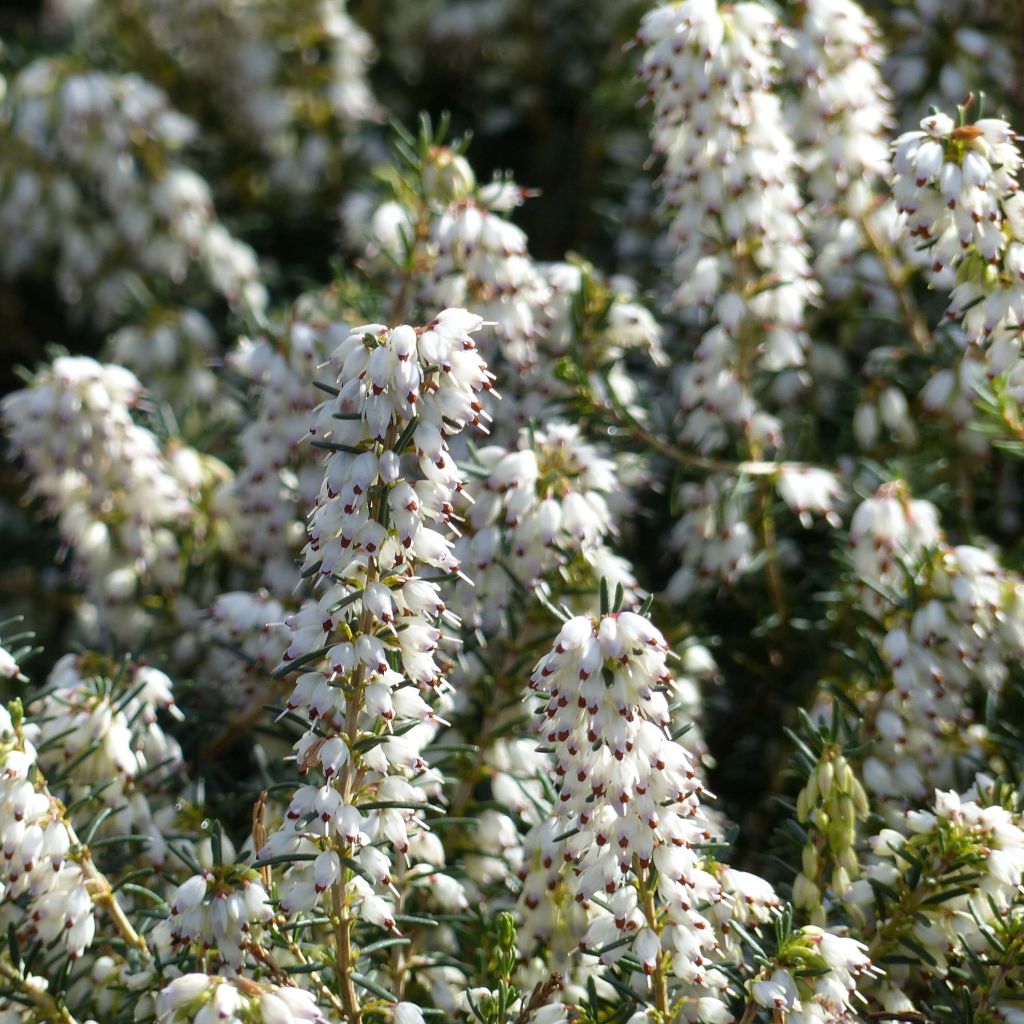 Erica darleyensis Silberschmelze