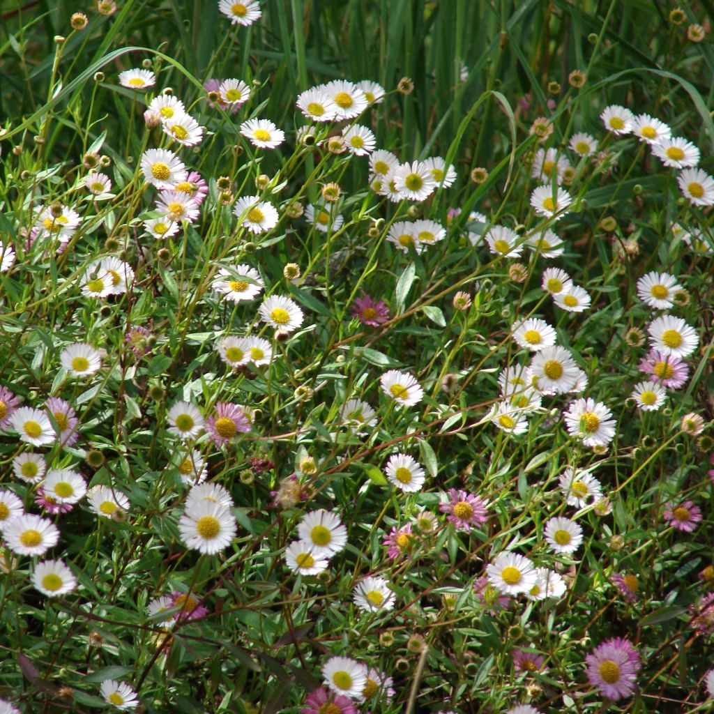 Erigeron karvinskianus - Cespica karvinskiana