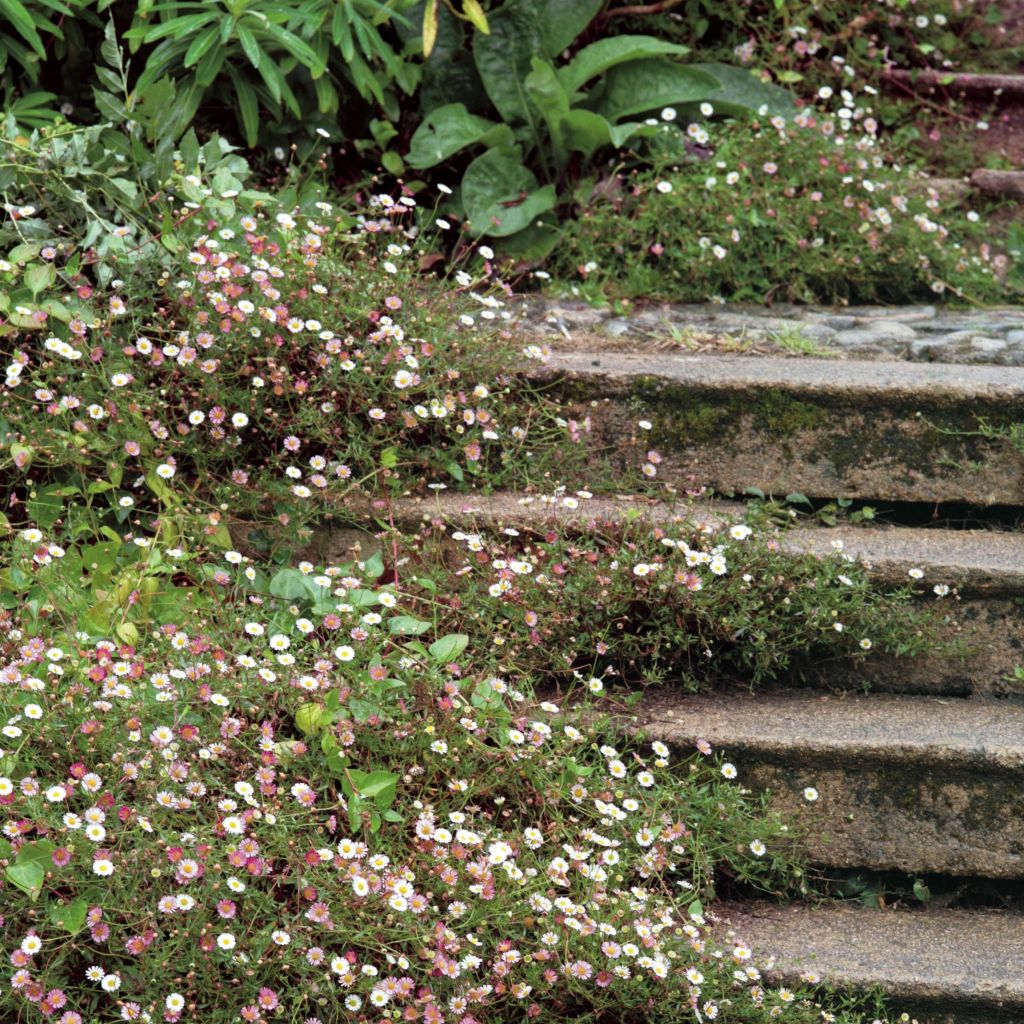 Erigeron karvinskianus - Cespica karvinskiana