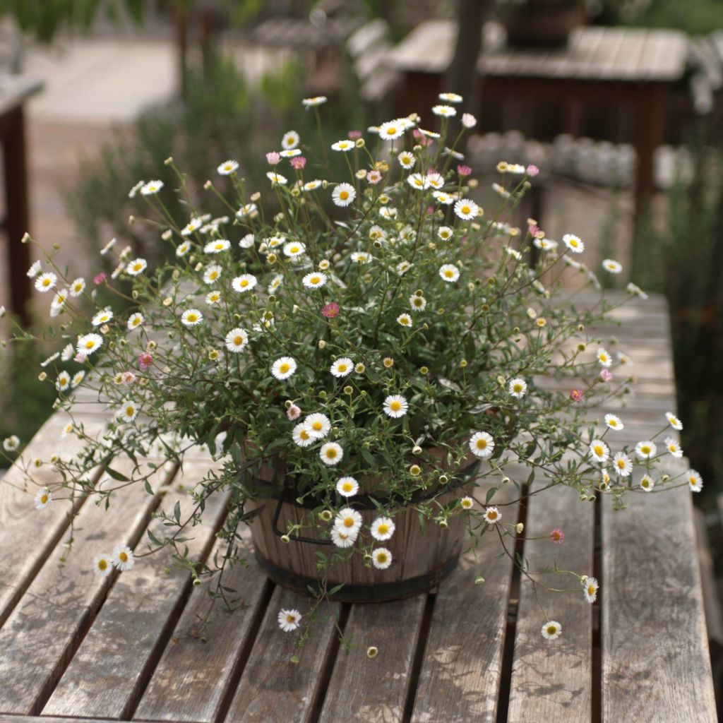 Erigeron karvinskianus - Cespica karvinskiana