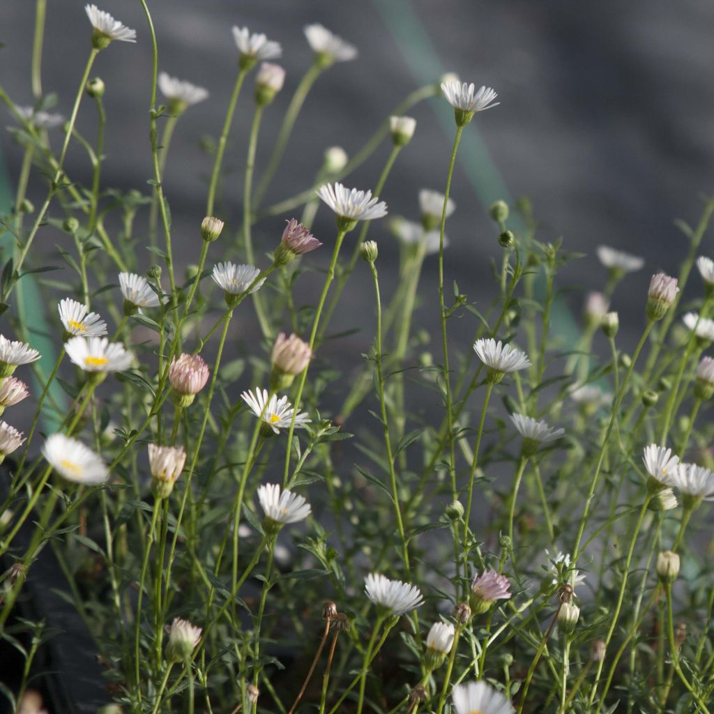 Erigeron karvinskianus - Cespica karvinskiana