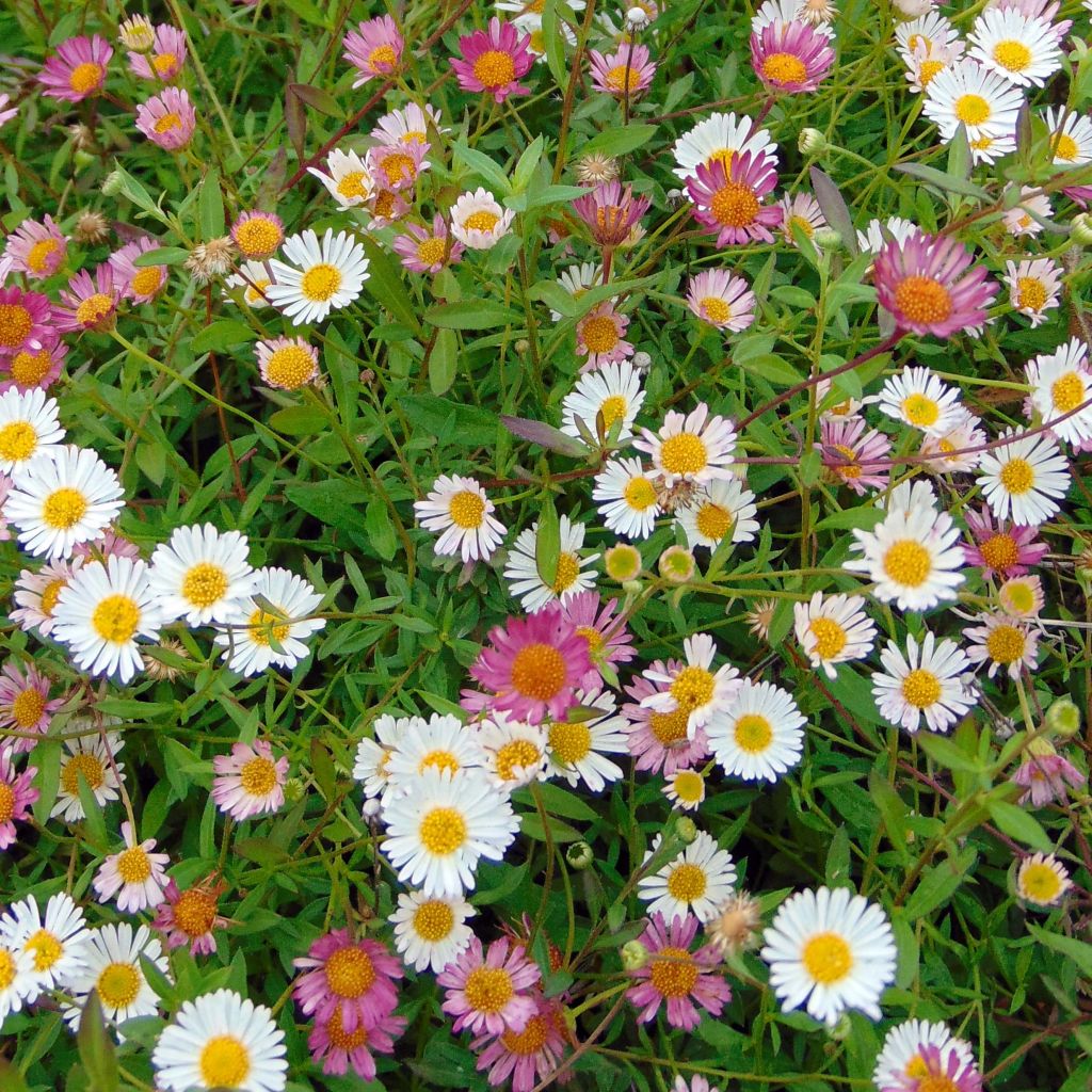 Erigeron karvinskianus - Cespica karvinskiana