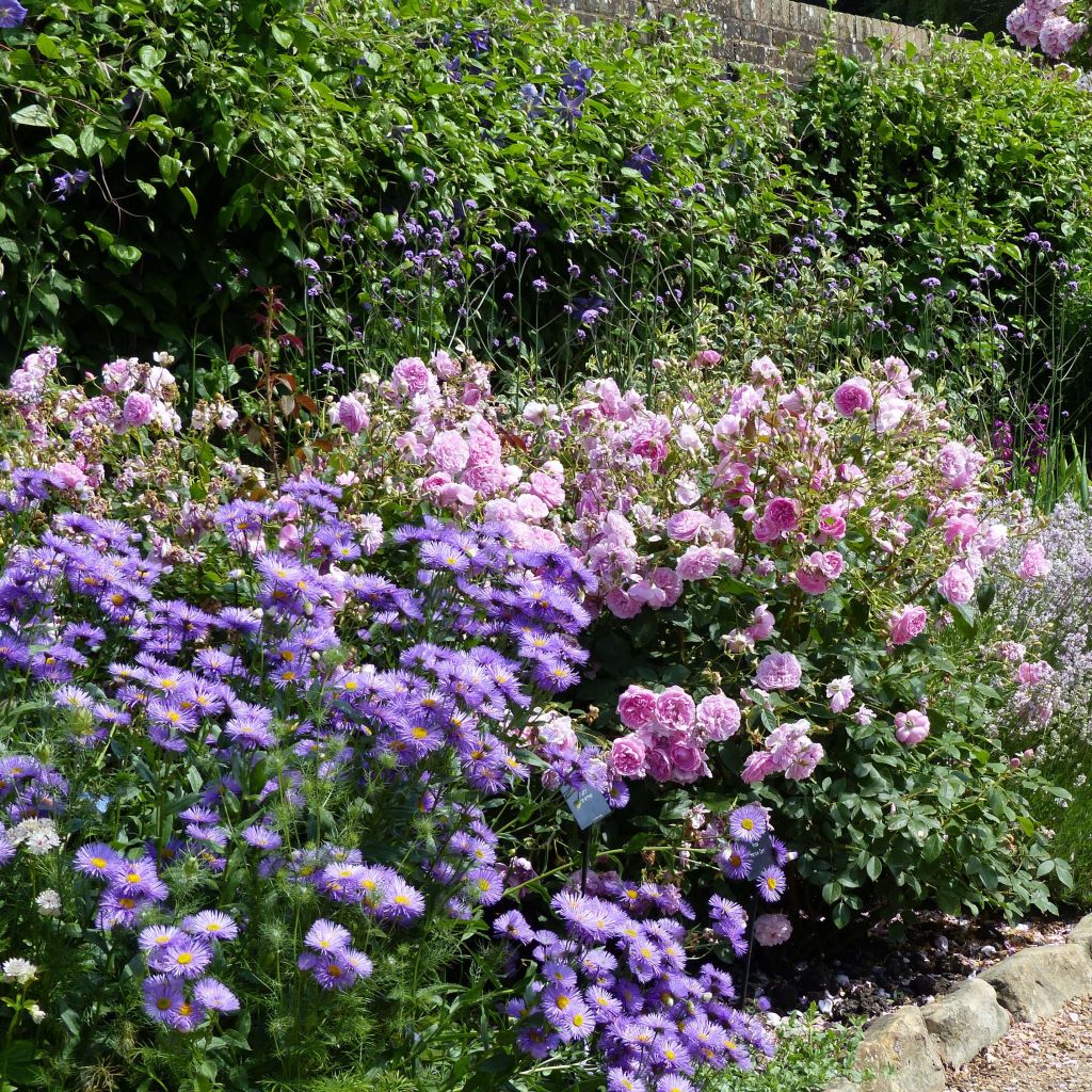 Erigeron Strahlenmeer