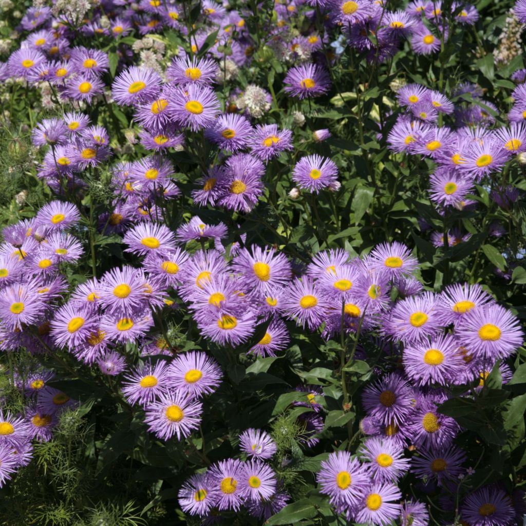 Erigeron Strahlenmeer