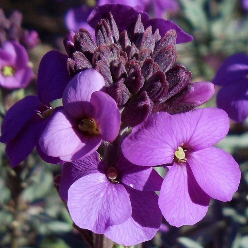 Erysimum Bowles Mauve - Violaciocca