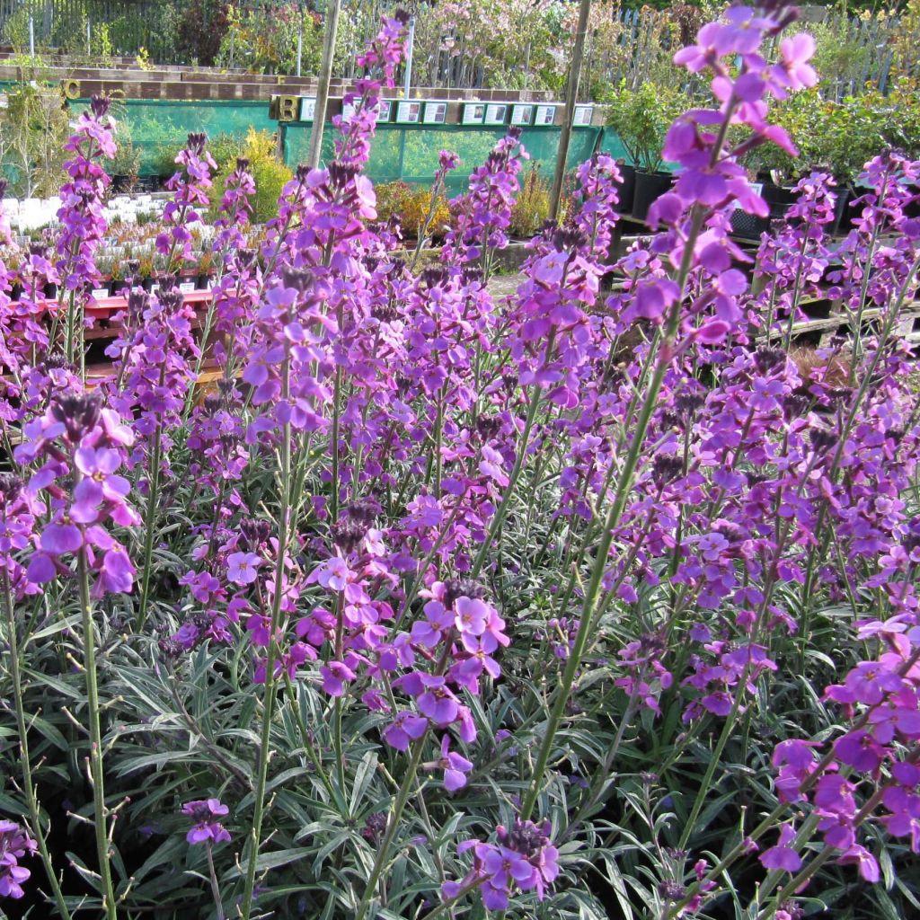 Erysimum Bowles Mauve - Violaciocca