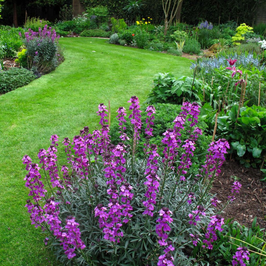 Erysimum Bowles Mauve - Violaciocca