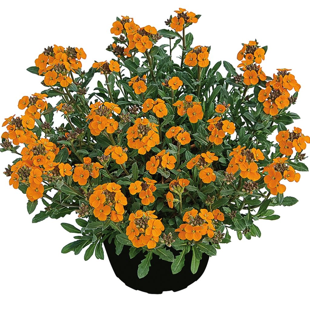 Erysimum Zwerg Mango - Fausse giroflée naine