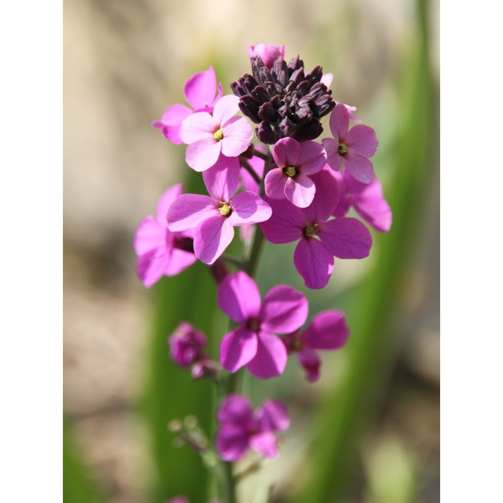 Erysimum Bowles Mauve - Violaciocca