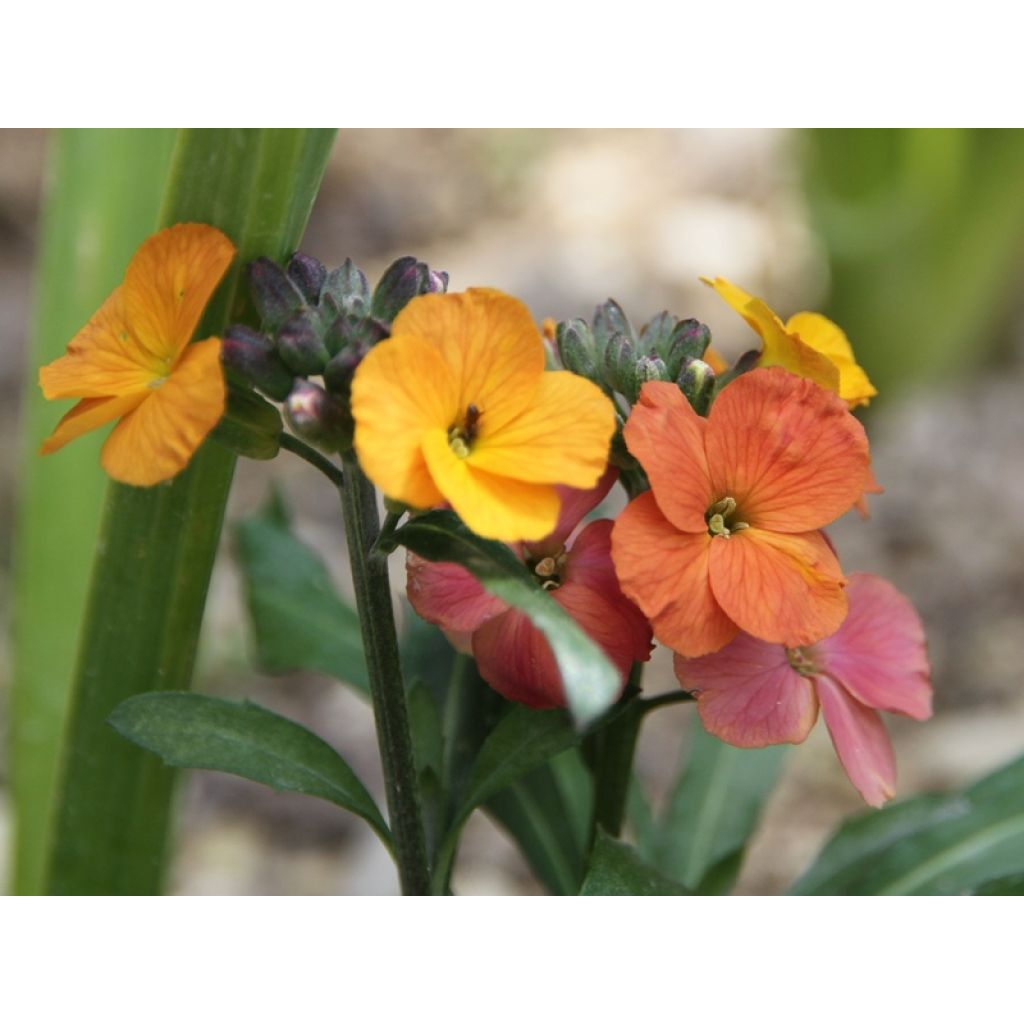 Erysimum Winter Party - Violaciocca