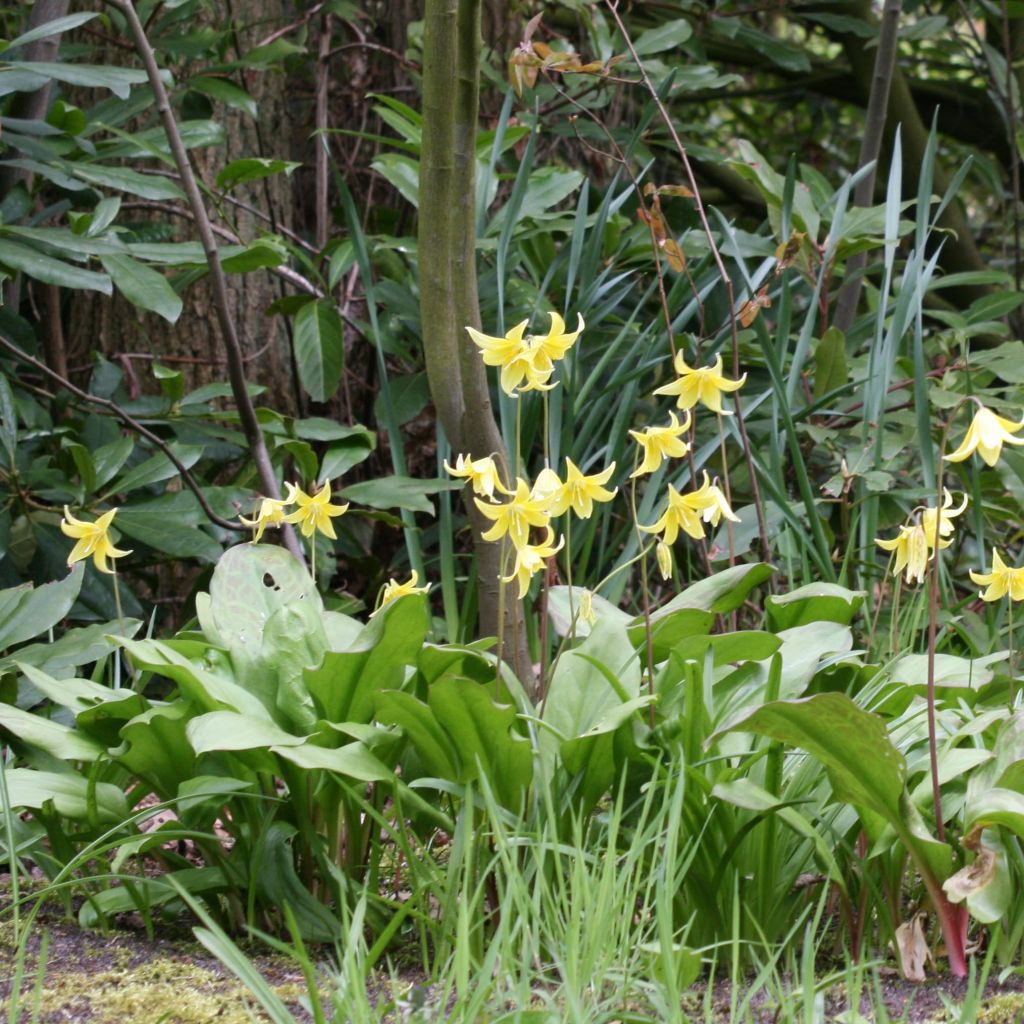 Erythronium tuolumnense Pagoda