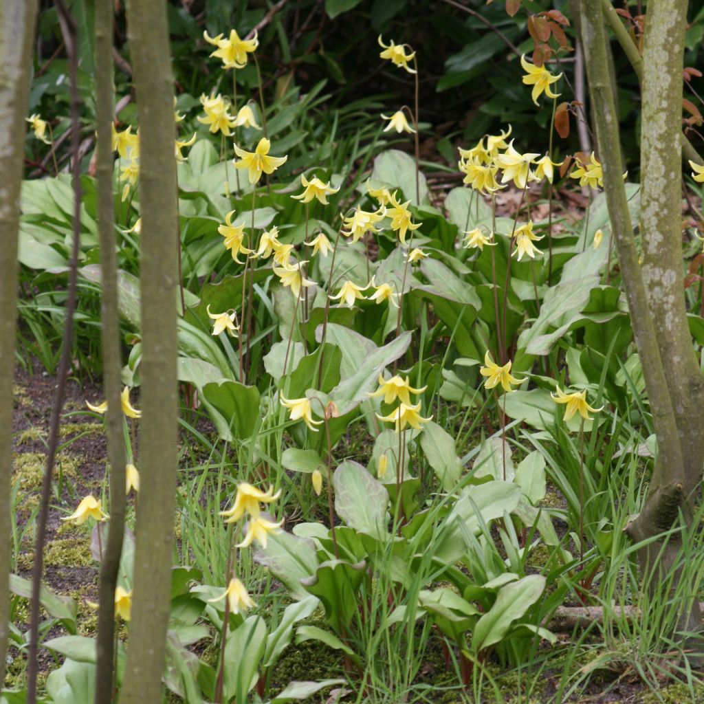 Erythronium tuolumnense Pagoda