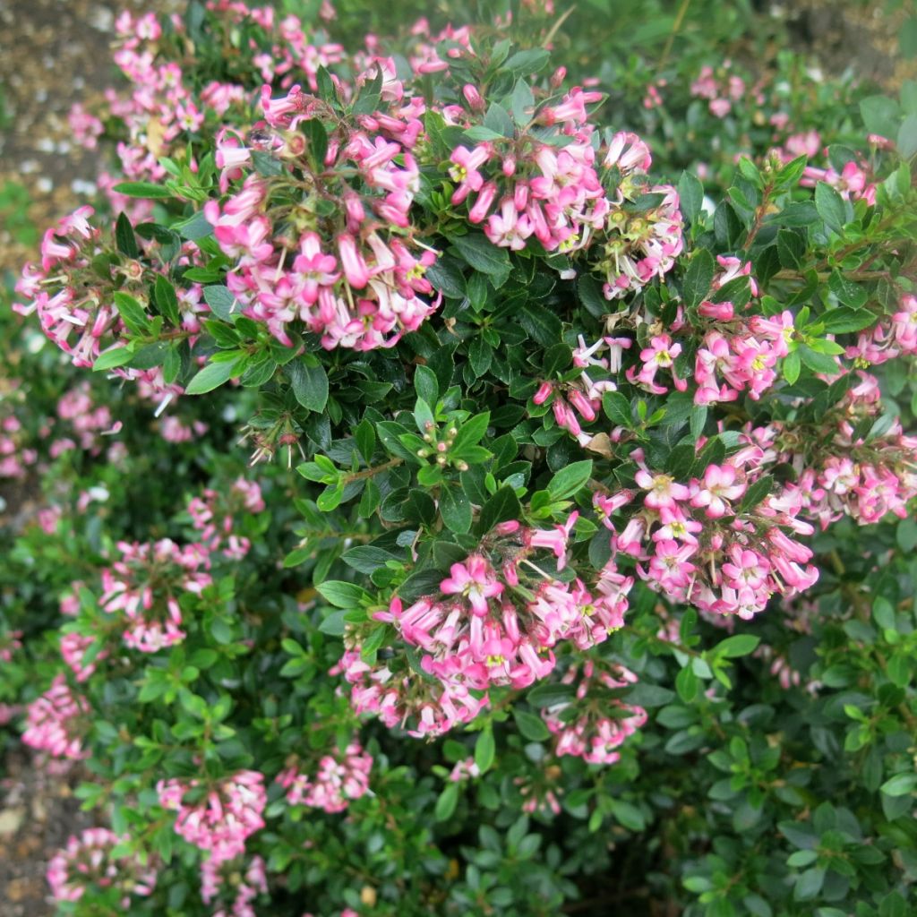 Escallonia Show Stopper