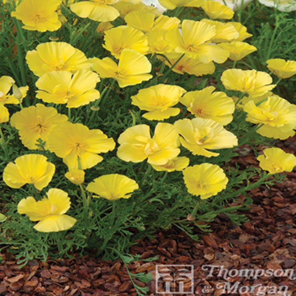 Pavot de Californie Butter Bush - Eschscholzia californica 