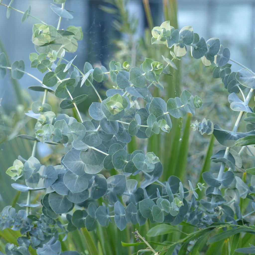 Eucalyptus pulverulenta Baby Blue - Eucalipto