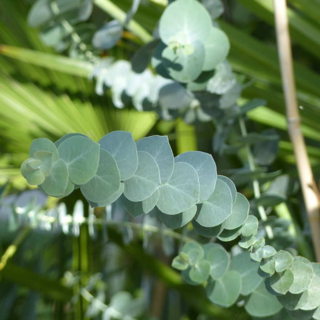 Eucalyptus pulverulenta Baby Blue - Eucalipto