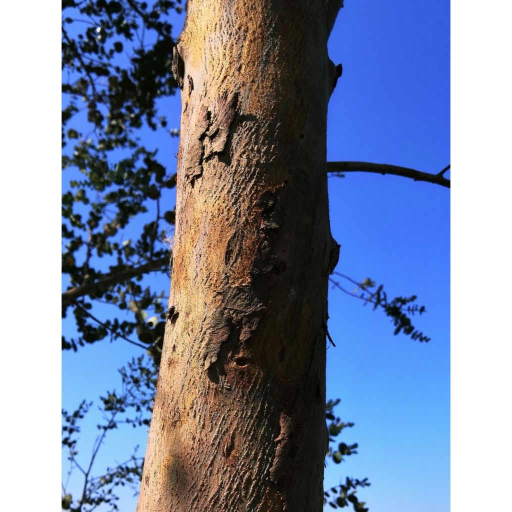 Eucalyptus gunnii Azura Cagire - Eucalipto