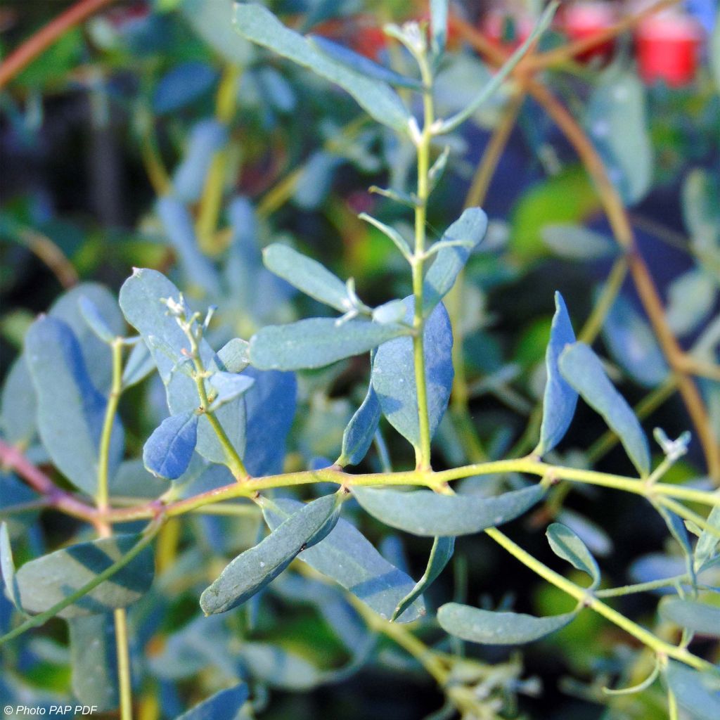 Eucalyptus gunnii France Bleu Rengun - Eucalipto