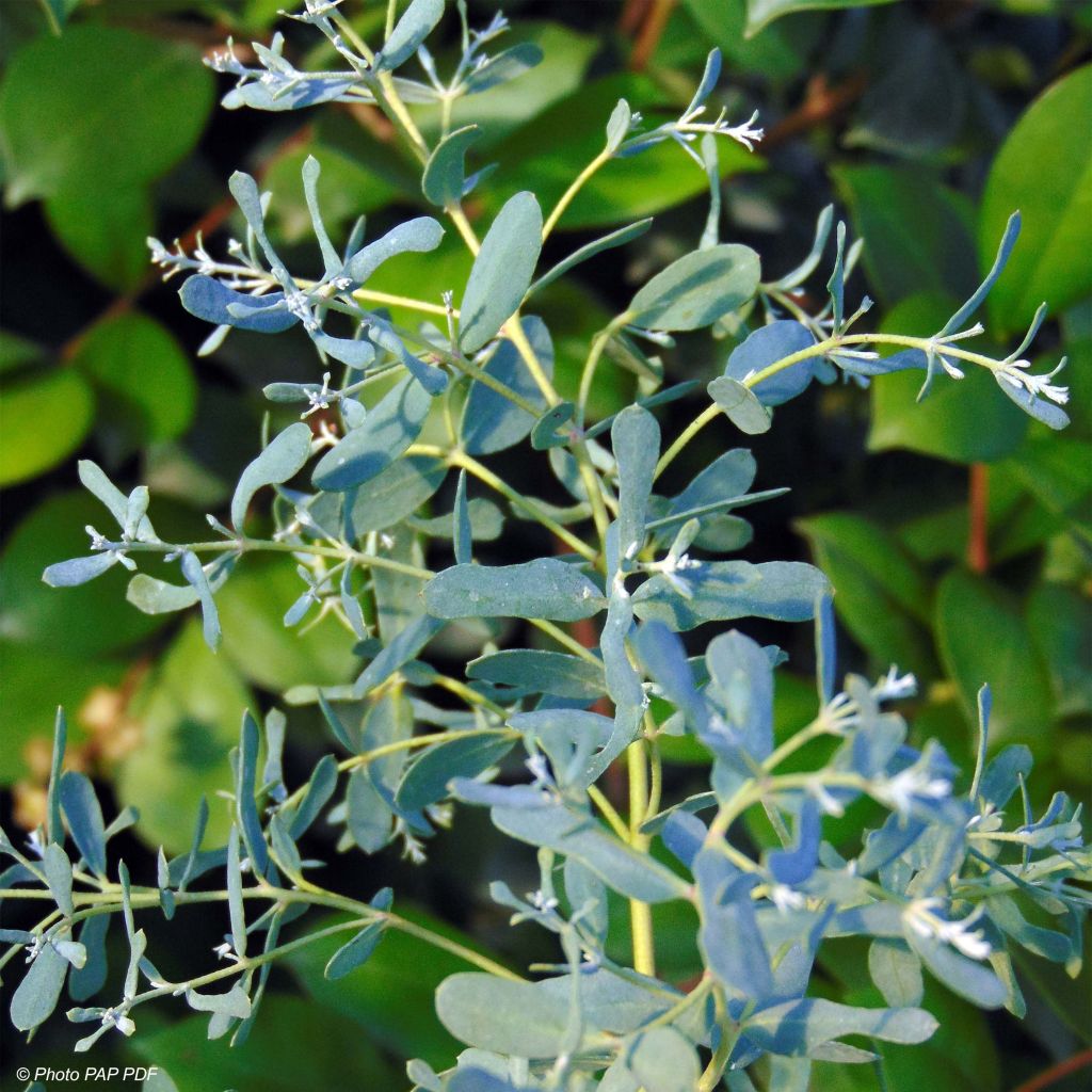 Eucalyptus gunnii France Bleu Rengun - Eucalipto