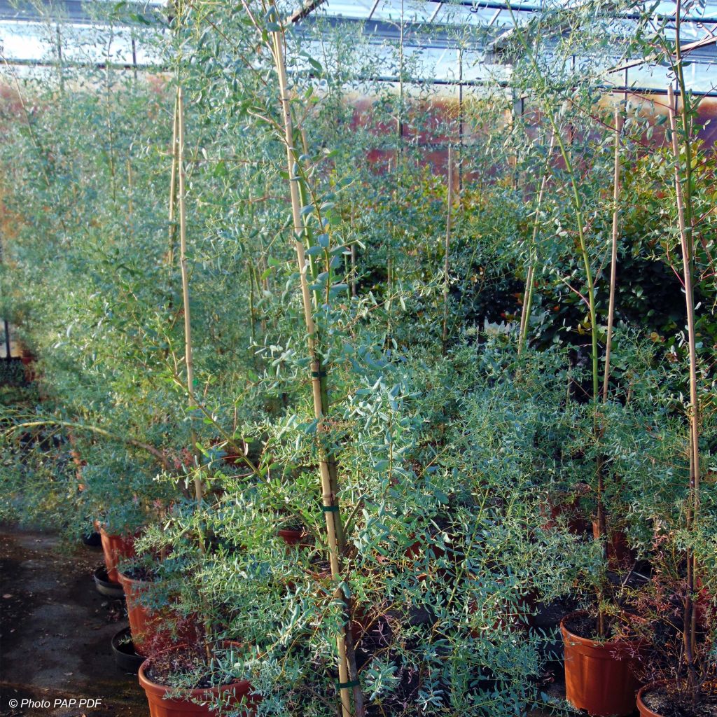 Eucalyptus gunnii France Bleu Rengun - Eucalipto