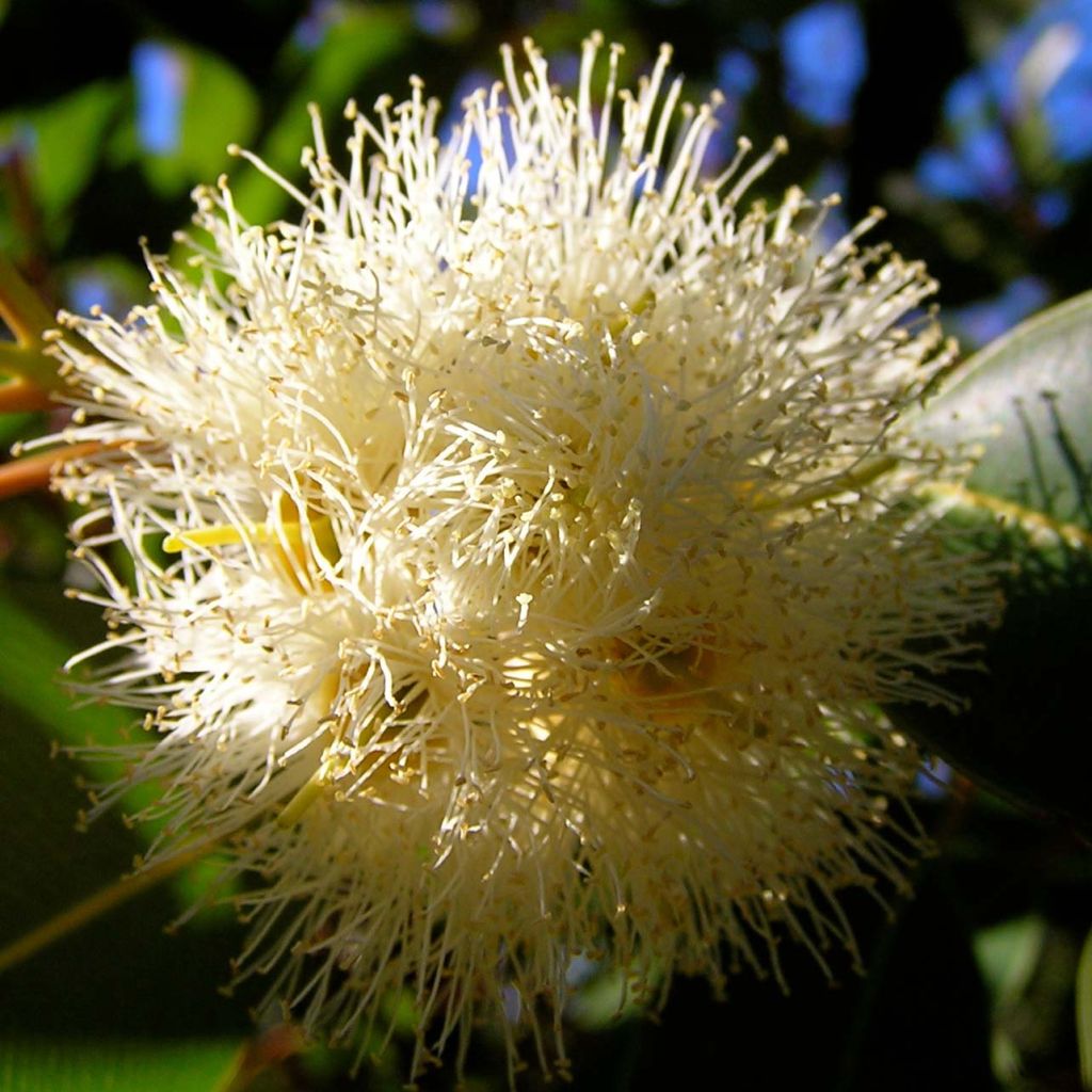 Eucalyptus gunnii France Bleu Rengun - Eucalipto