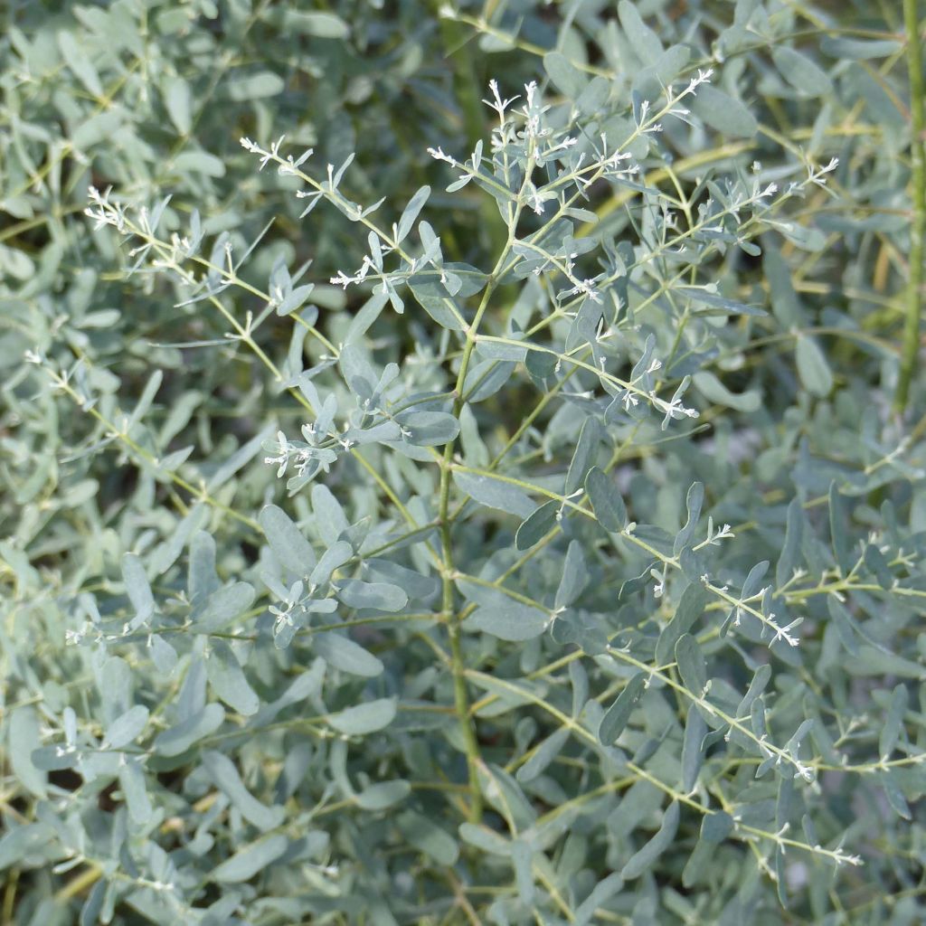 Eucalyptus gunnii France Bleu Rengun - Eucalipto