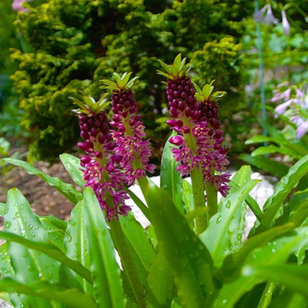 Eucomis comosa Leia - Giglio di ananas