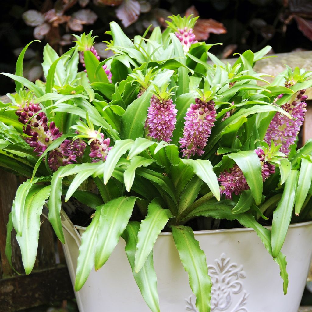 Eucomis comosa Sparkling Burgundy®  - Eucomide rose à feuillage pourpre