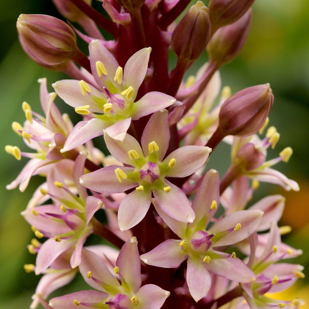 Eucomis comosa Sparkling Rosy - Giglio di ananas