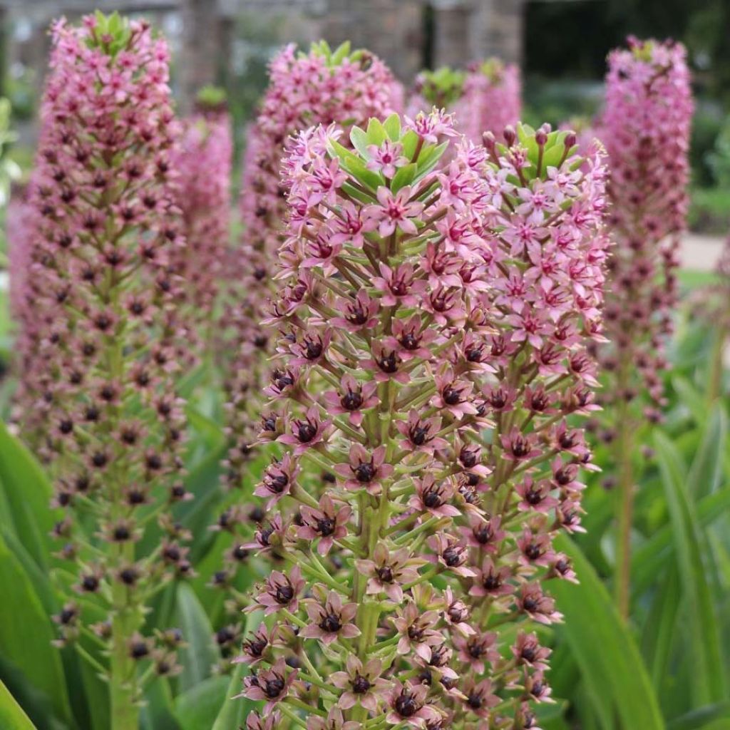 Eucomis comosa Pink Gin - Giglio di ananas