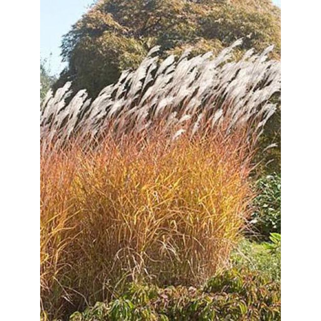 Miscanthus sinensis Purpurascens, Eulalie