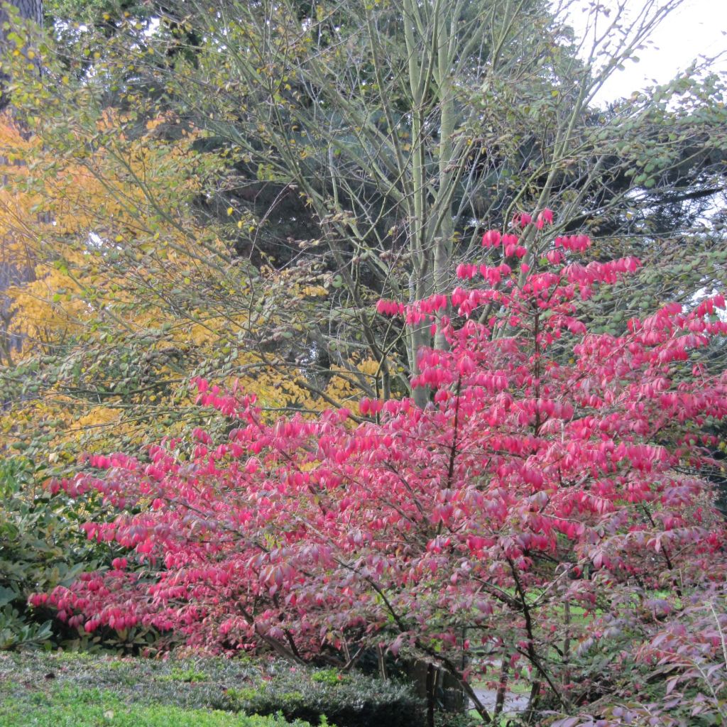 Euonymus alatus - Evonimo alato