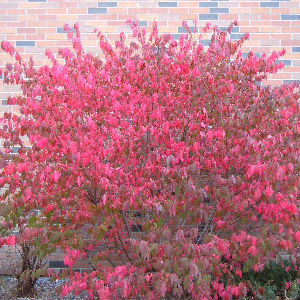 Euonymus alatus - Evonimo alato