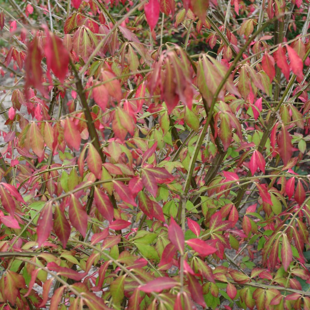 Euonymus alatus - Evonimo alato