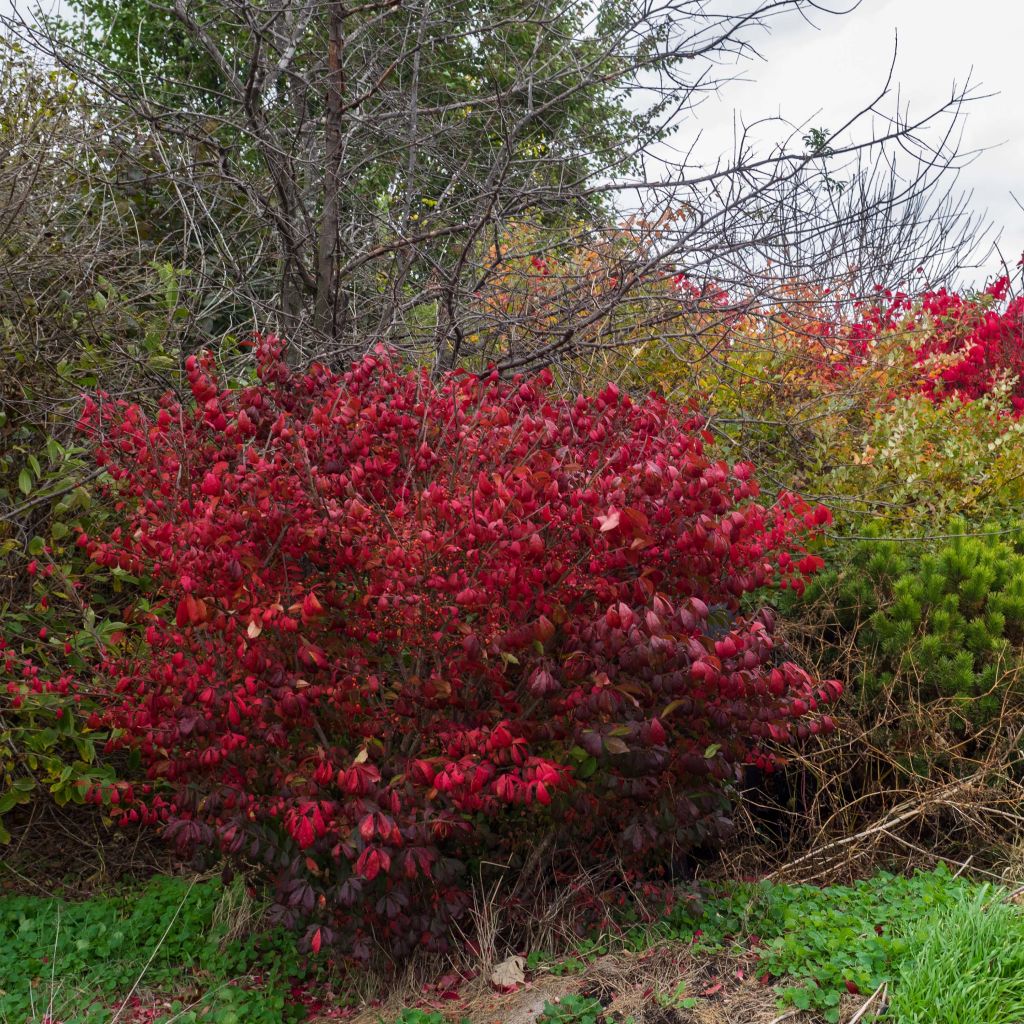 Euonymus alatus Compactus - Evonimo alato