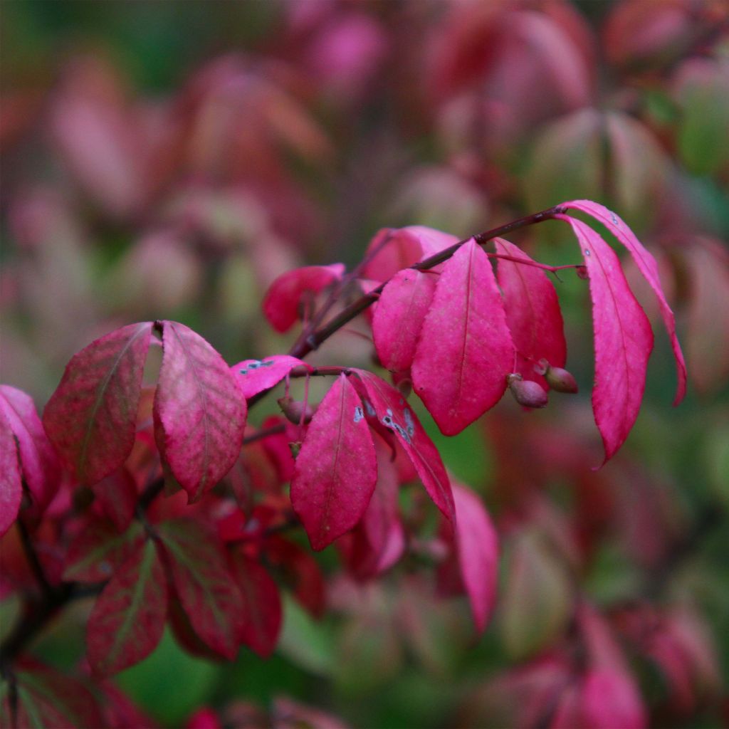 Euonymus alatus Compactus - Evonimo alato