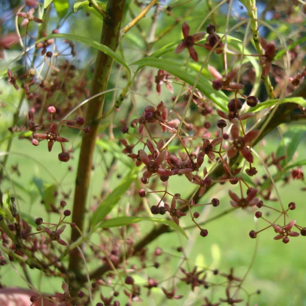 Euonymus clivicolus var. rongchuensis